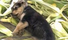 狗崽爆料视频大全最新章节,揭秘最新章节背后的惊人真相